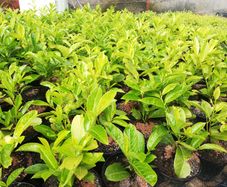 Laurel Hedging