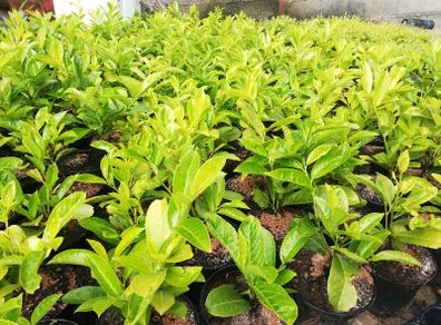 Laurel Hedging