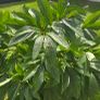 red peony in pot Image 3