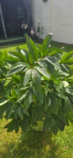 red peony in pot