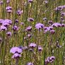 Verbena bonariensis Image 10