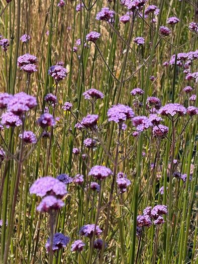 Verbena bonariensis