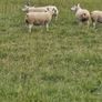14 Texel Hoggetts Image 8