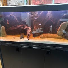 Fish Tank Fluval Rio 240