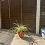 Evergreen plant Image 9