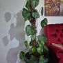 plant in pot Image 3
