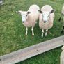 Ewe lambs Image 4