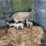 Ewe and 3 lambs Image 2
