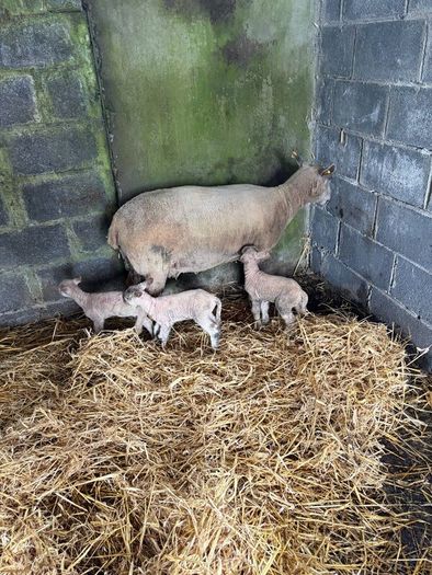 Ewe and 3 lambs