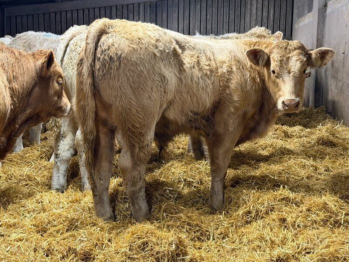 Charolais Weanlings