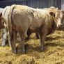 Charolais Weanlings Image 3