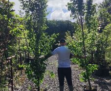 Upright Hornbeam trees 10..12ft