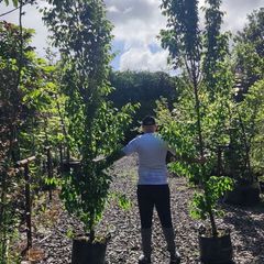 Upright Hornbeam trees 10..12ft