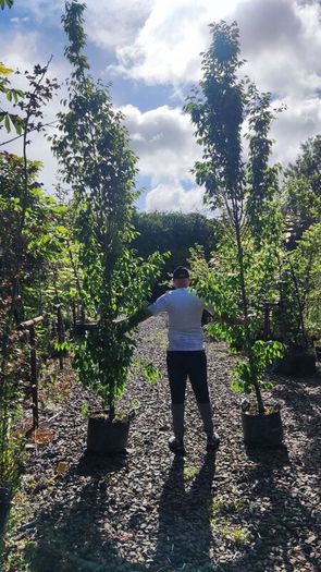 Upright Hornbeam trees 10..12ft