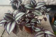 Tradescantia
