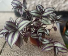 Tradescantia