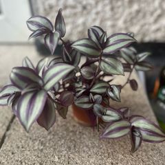 Tradescantia