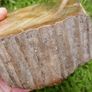 210 Million Year Old Understood WOOD Fossil from Triassic Arizona 2,335gr Image 9