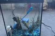 Small fish aquarium
