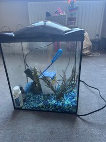 Small fish aquarium