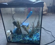 Small fish aquarium