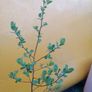 shrub/tree Image 2