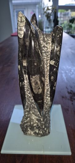 Fossil Orthoceras