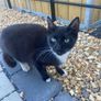 Female Cat for Adoption Image 3