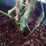 Large Monstera Minima with Pot Image 9