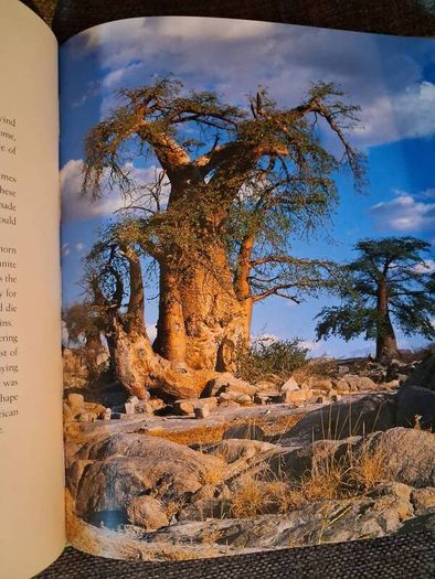 Thomas Pakenham / The Remarkable Baobab / 2004
