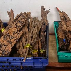 Dragon Wood