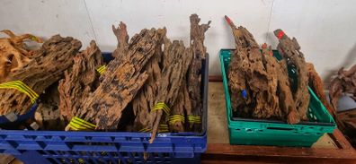 Dragon Wood