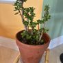 jade plant Image 2