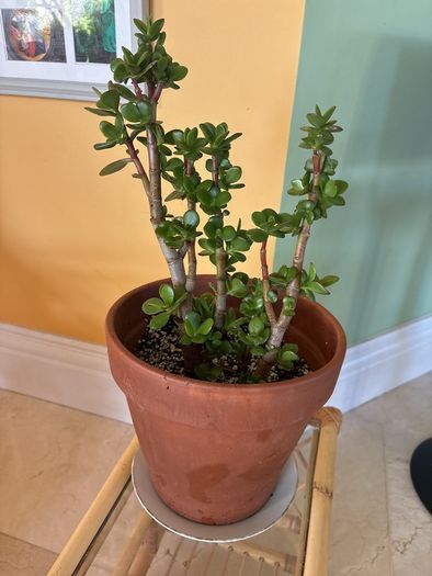 jade plant