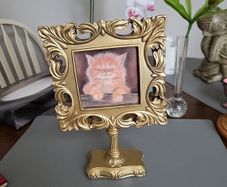 Cat picture
