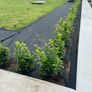 Box Hedging Image 7