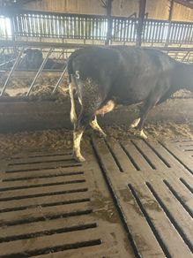 FR Suckler with 2 AA MALE Calves