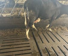 FR Suckler with 2 AA MALE Calves