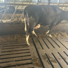 FR Suckler with 2 AA MALE Calves