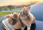 Lionhead rabbits.