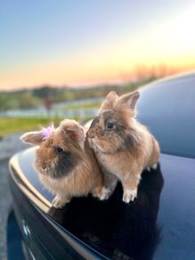 Lionhead rabbits.