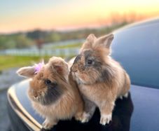 Lionhead rabbits.