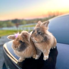 Lionhead rabbits.