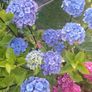 XL hydrangea Image 3