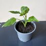 plant Image 2