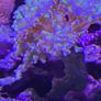 marine  corals Image 3
