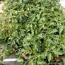 Tomato plants Image 2