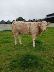 Show  type weanling