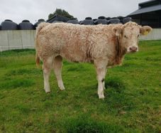 Show  type weanling