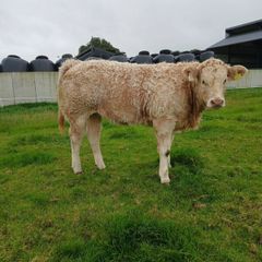 Show  type weanling